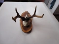 Ловен трофей рога 15 , снимка 4