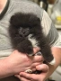 микро померан, снимка 5