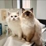 Регистрирани мъжки и женски котки Ragdoll за осиновяване., снимка 1 - Мейн кун - 45177191