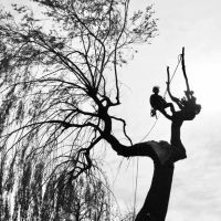 Рязане, отсичане, премахване, на опасни дървета и клони в гр. Пловдив, снимка 4 - Други - 45507322