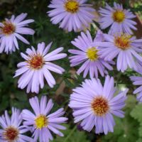 Астри  -звездел, снимка 3 - Градински цветя и растения - 45493965