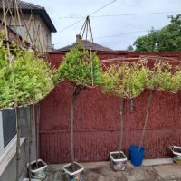 Вариегатна японска върба с геометрично оформление, снимка 2 - Градински цветя и растения - 45387000