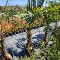 палми Трахикарпус , снимка 6 - Градински цветя и растения - 45210285