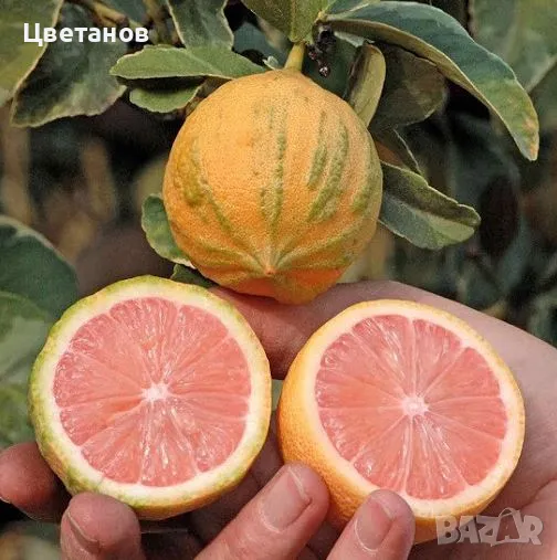 Вариегатен лимон, снимка 1