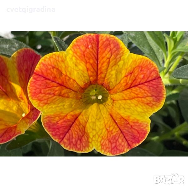 Cabaret® Diva Orange Calibrachoa-Калибрахое оранжева Дива, снимка 1