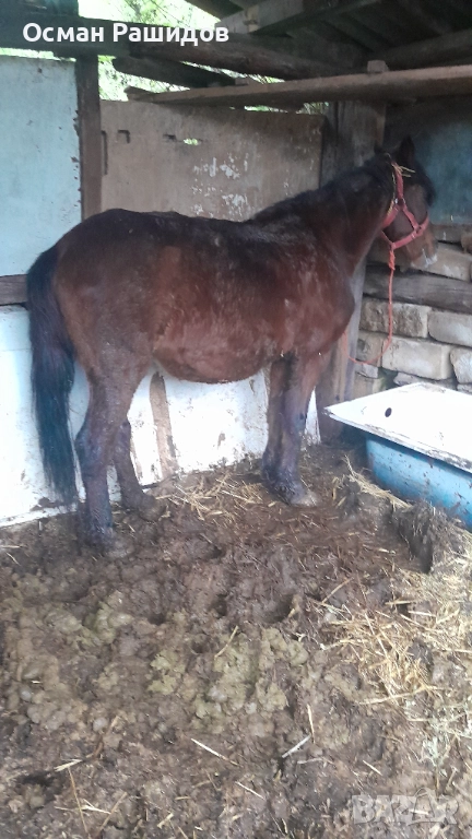 Продава се Жребец , снимка 1