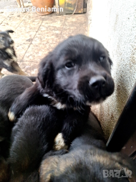 Подарявам кученца, снимка 1