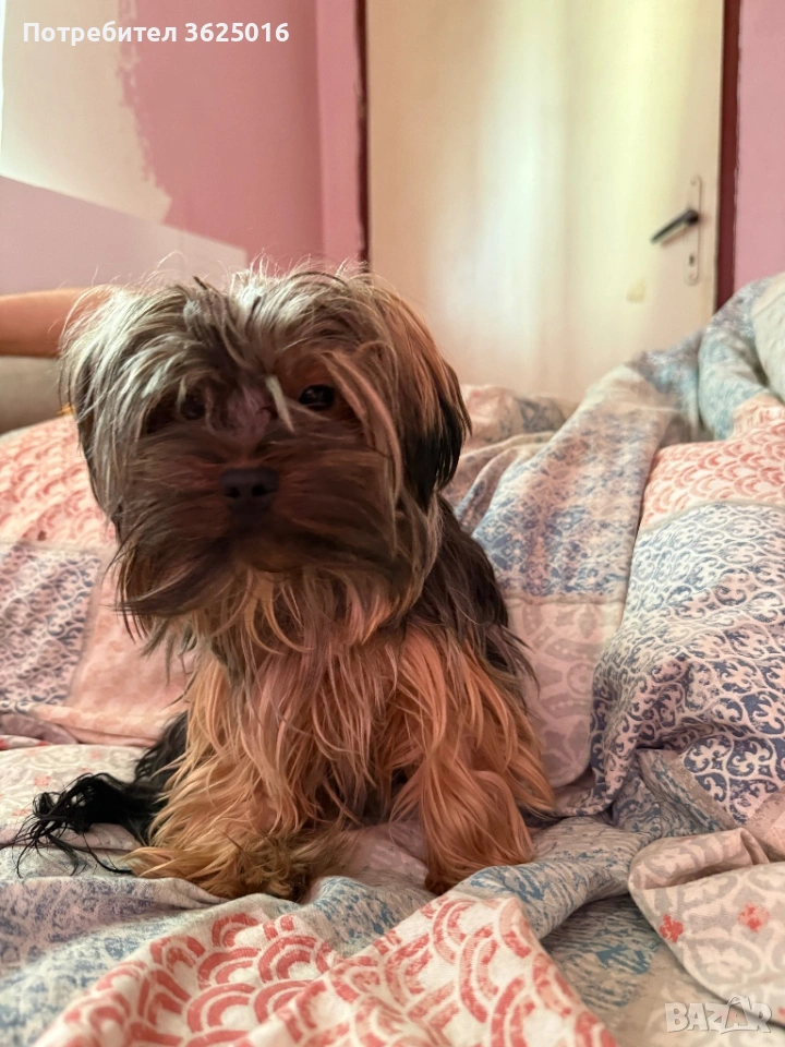 Мъжко Йорки за оплождане, снимка 1