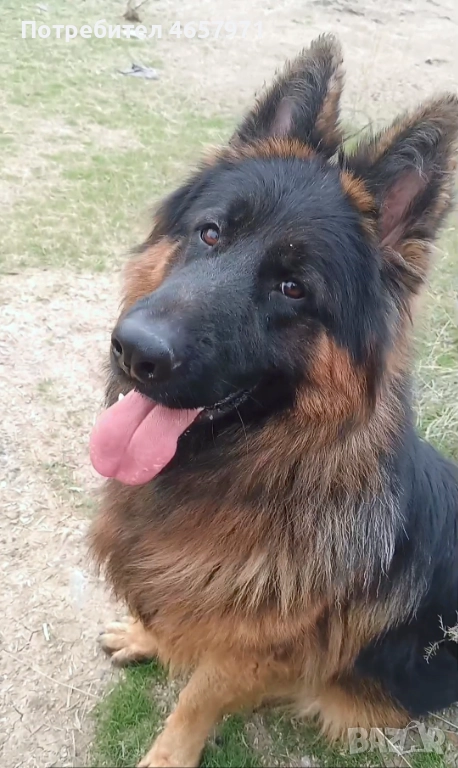 Немска овчарка търси своята половинка за разплод , снимка 1