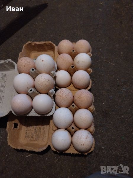 Яйца от пуйки , снимка 1