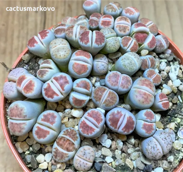 Lithops karasmontana ‘Lateritia’ mix, снимка 1