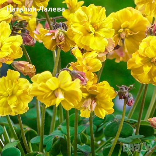 Оксалис, Oxalis Double trouble, снимка 1