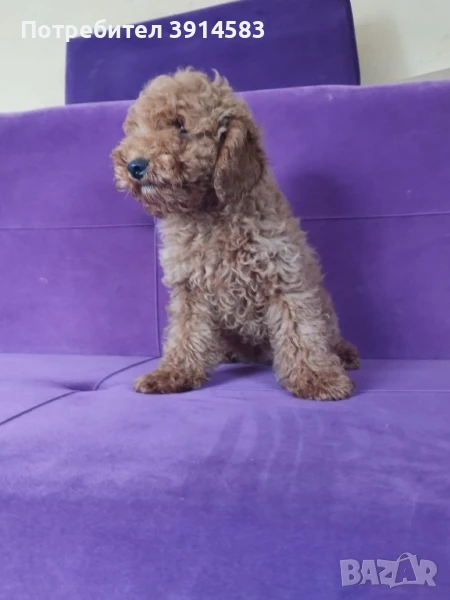 Той пудел на 3 месеца., снимка 1