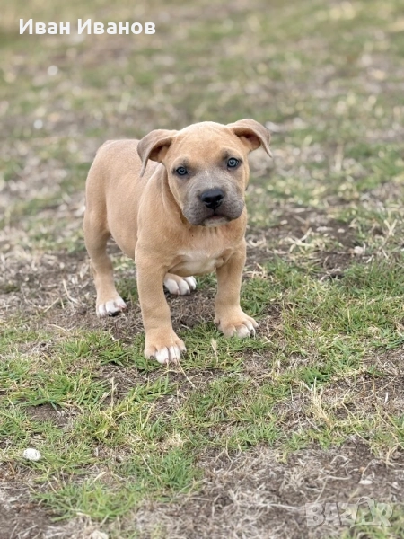 Американско були, снимка 1