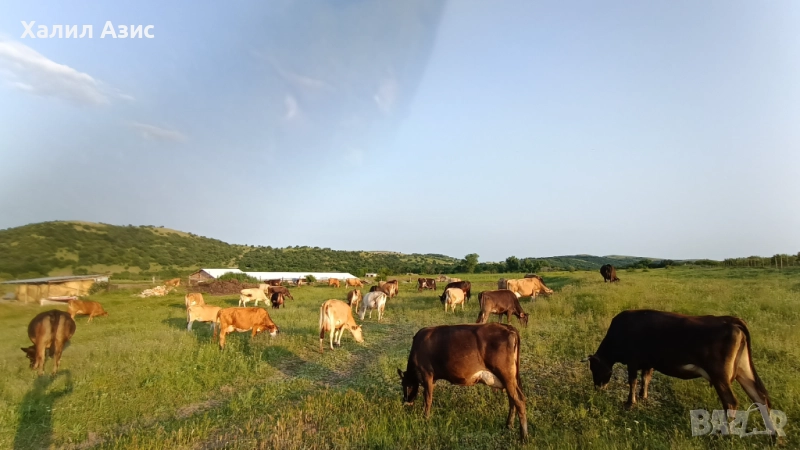 Продавам стадо крави джарсей. 34 броя редовни дойни. Повечето са бременни 7-ми месец., снимка 1