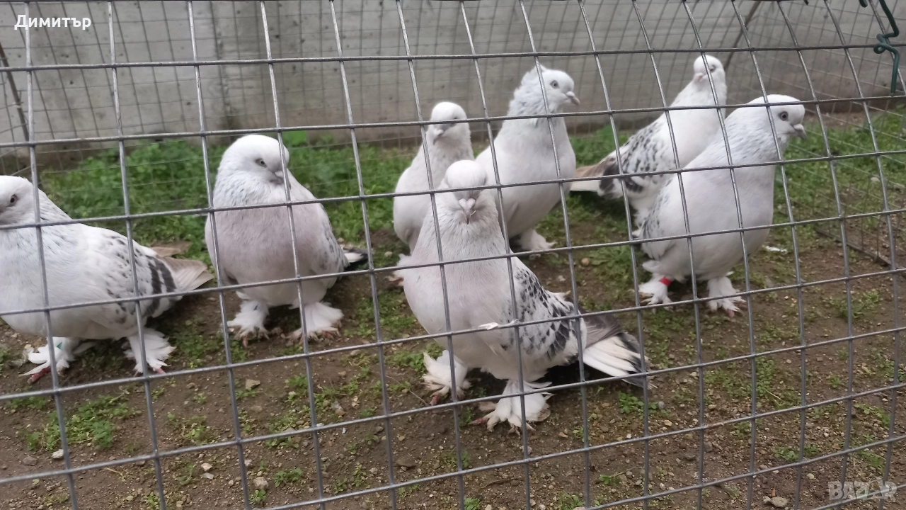 Продавам Мардини , снимка 1