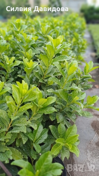 Лавровишня , снимка 1