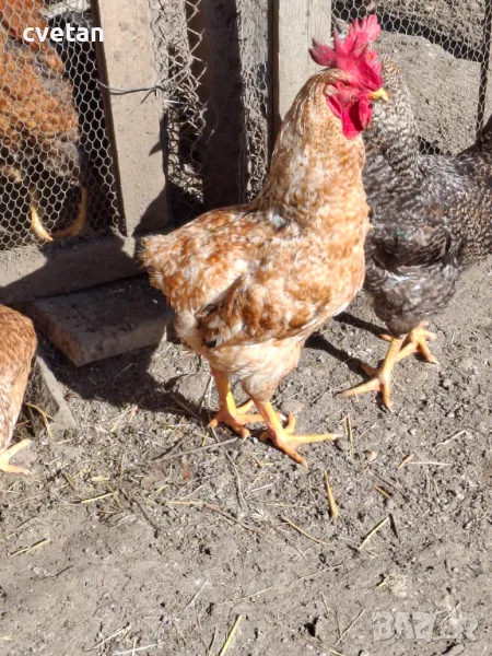 Продавам петли, снимка 1