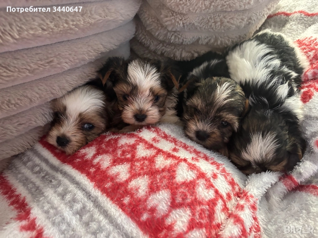 Мъжко йорки, снимка 1