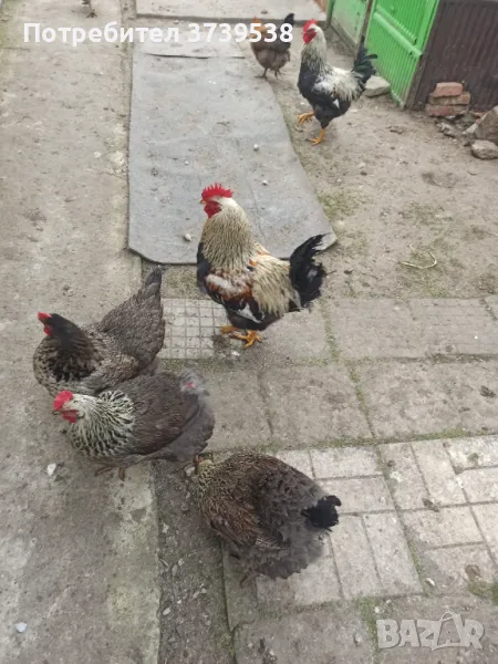 Яйца от Катунски кокошки и Черен Австралорп , снимка 1