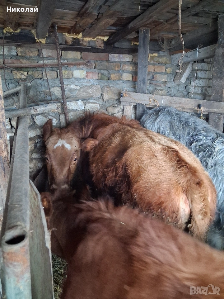 Две мъжки и едно женско , снимка 1