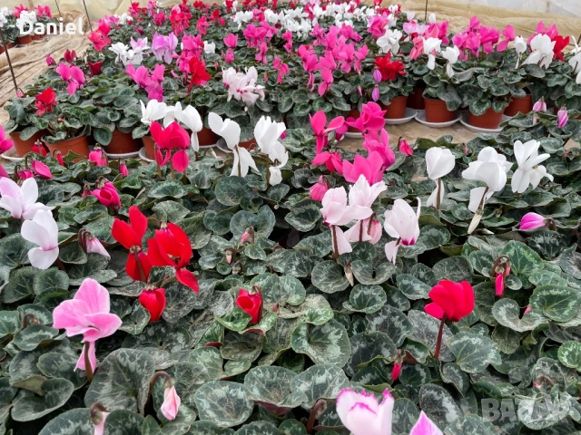 Циклама , снимка 8 - Градински цветя и растения - 53354452