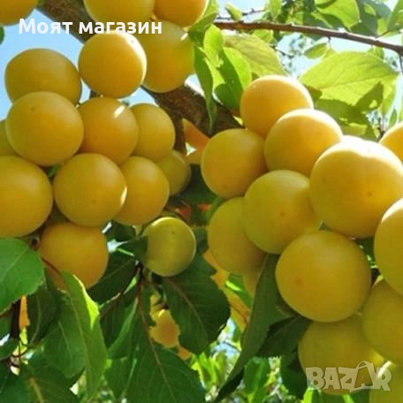 Руска слива - афъзка