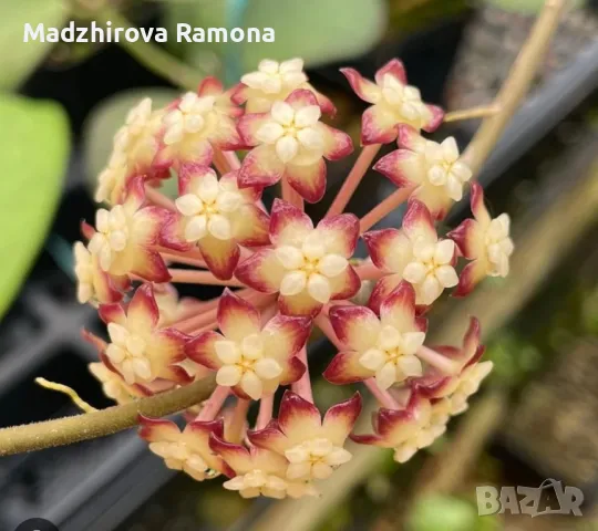 Hoya sp.tanggamus , снимка 1 - Стайни растения - 49563219