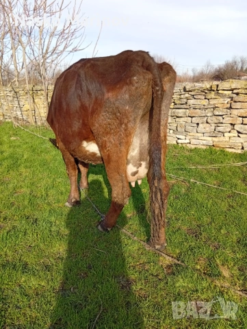 На трето теле с 14-15л мляко