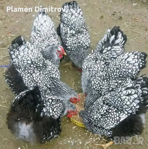 Виандот Сребърен оплодени яйца , снимка 3 - други­ - 53828757