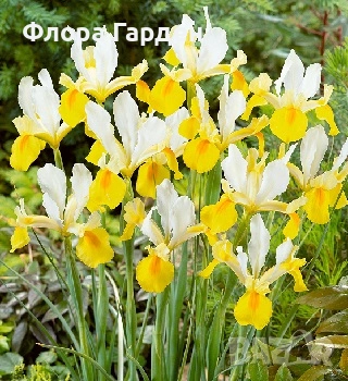 Луковици ЗЮМБЮЛИ, ЛАЛЕТА И ДРУГИ - 10 % отстъпка, снимка 10 - Градински цветя и растения - 51033126