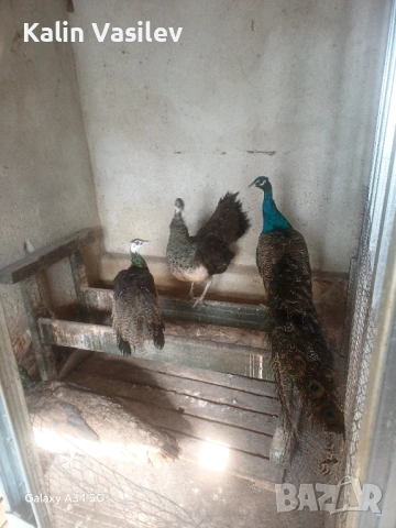 Ято пауни 4 броя, снимка 3 - други­ - 53526385