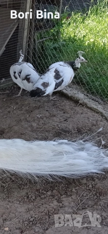 Пауни паунчета , снимка 2 - други­ - 52970897