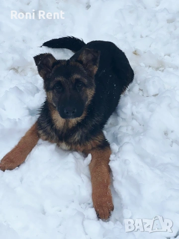 Немски Овчарки !Свободни 1 женско., снимка 3 - Немска овчарка - 52650450