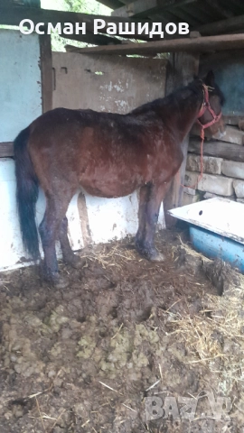 Продава се Жребец 