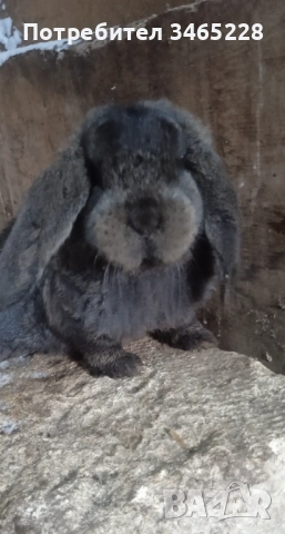 Кочовати зайци