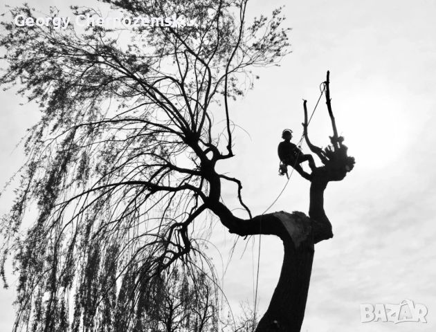 Рязане, отсичане, премахване, на опасни дървета и клони в гр. Пловдив, снимка 4 - Други - 45507322