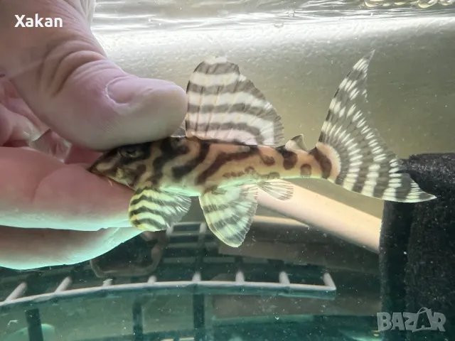 L 401- 2 женски, снимка 2 - Рибки - 49300336