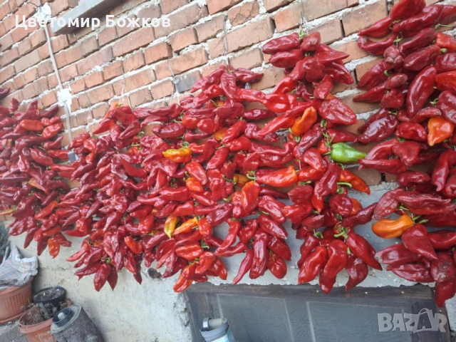 🌶️ Домашни сушени червени чушки – истински вкус от градината! 🌶️ НА ЕДРО!!!, снимка 9 - Домашни продукти - 52280937