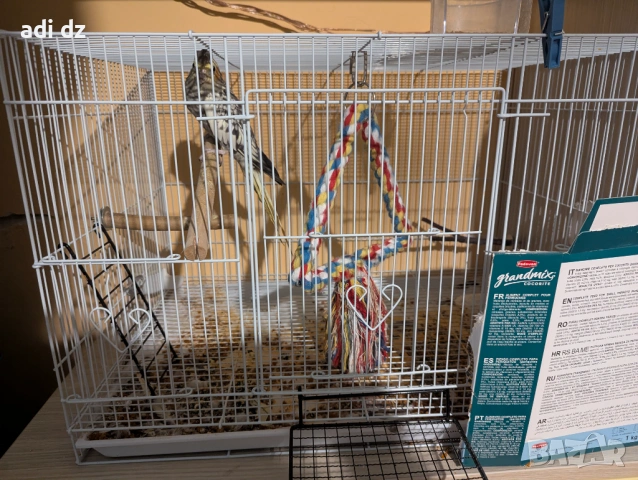 Корела и вълнист папагал с пълно оборудване. 