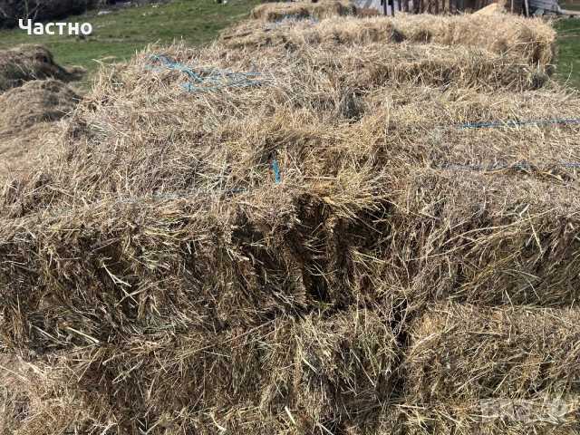 Бали сено 2.50 €, снимка 2 - За селскостопански - 53708880