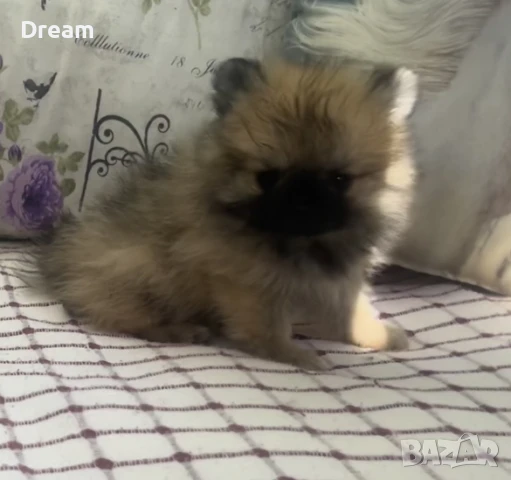 Померан женски teacup/джудже , снимка 1