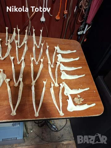 Продават се рога и челюсти , снимка 4 - Антикварни и старинни предмети - 54060194