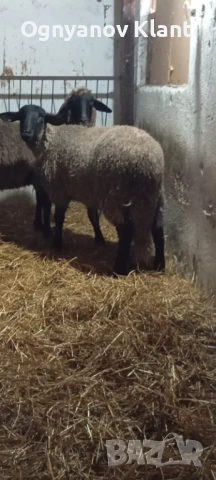 Продавасе звидак кочле черноглав цена 400 евро, снимка 2 - Овце - 53470753
