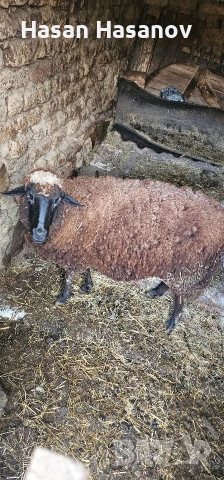 5 офце 4 агнета едната офца е бременна , снимка 2 - Други животни - 53302693