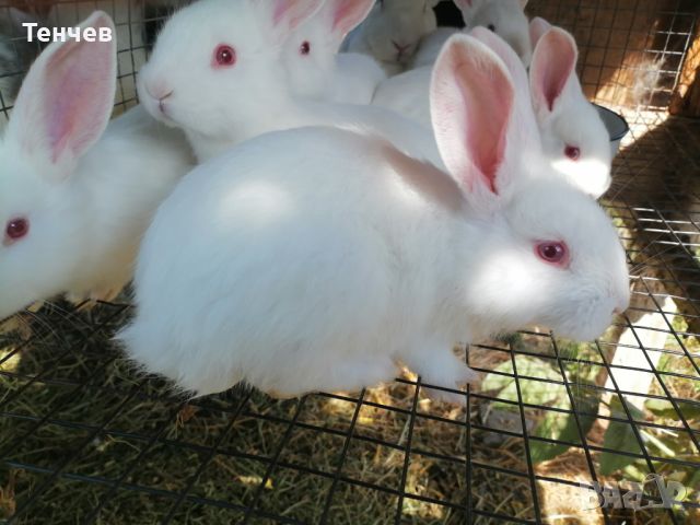 Продавам зайци , снимка 2 - Други - 45697697