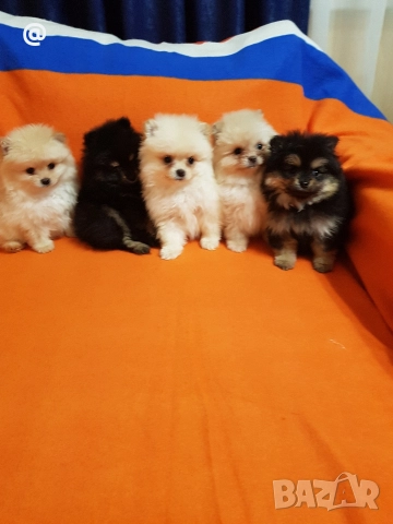 Померан померанчета свободни Гр София, снимка 4 - Померан - 52967032