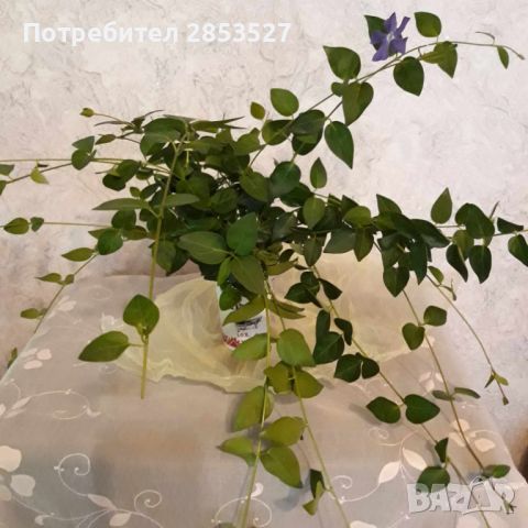 Винка Минор /големи растения -15 броя, снимка 3 - Градински цветя и растения - 45729827