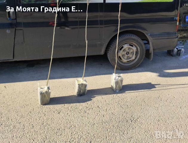 Орех- Пекан (Pecan Nuts) , снимка 10 - Разсади - 53620120