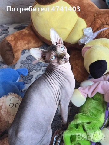 Котенца Канадски Сфинкс, снимка 10 - Други - 53527343